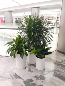 揭秘宁波余姚绿植租赁设计的独特魅力所在